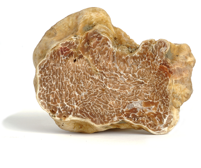 white-truffle