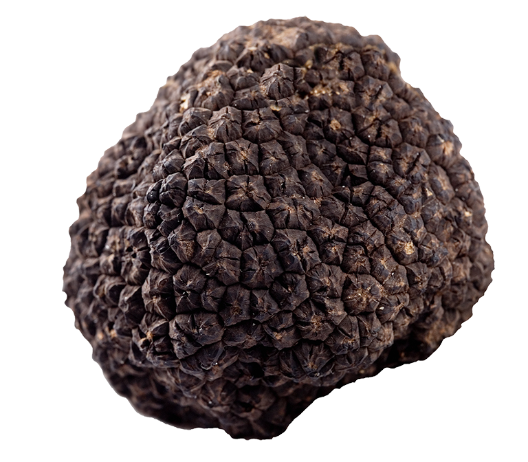 black-truffle
