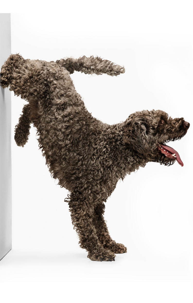 dog-pic