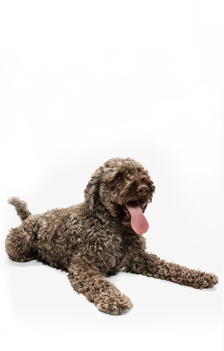 dog-pic