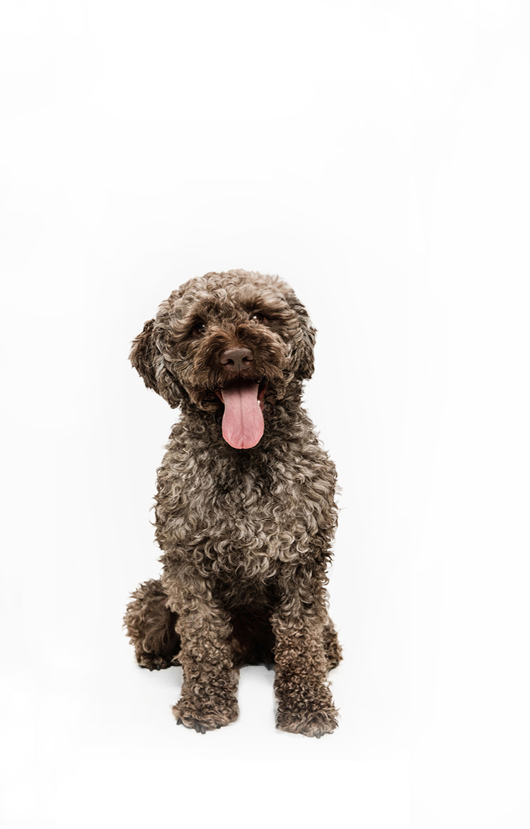 dog-pic