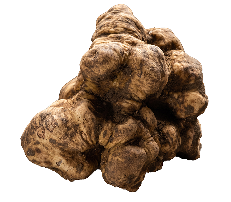 white-truffle